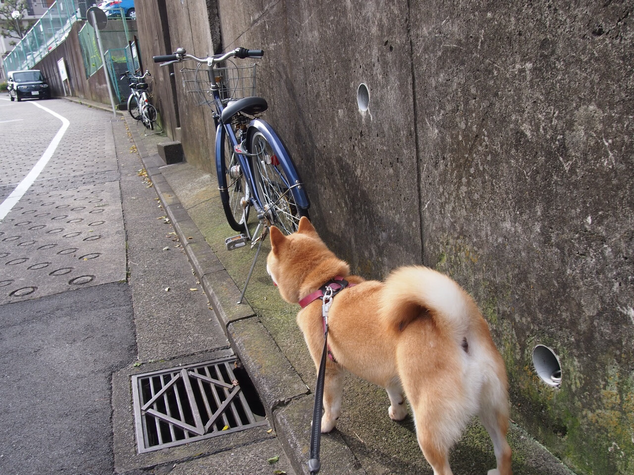 一瞬与永恒，当京多安的光芒照亮韩国效率，洪都拉斯在记忆的角落沉寂