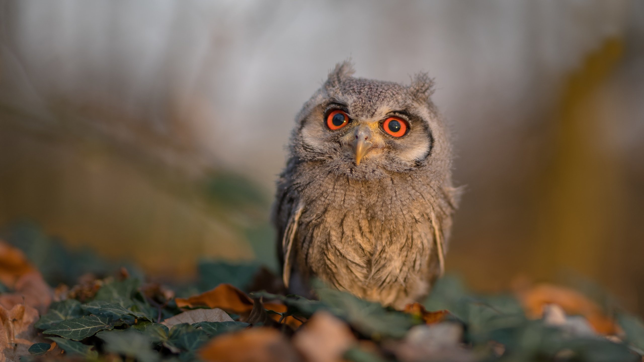 霍勒迪双线称王，体育传奇的交响