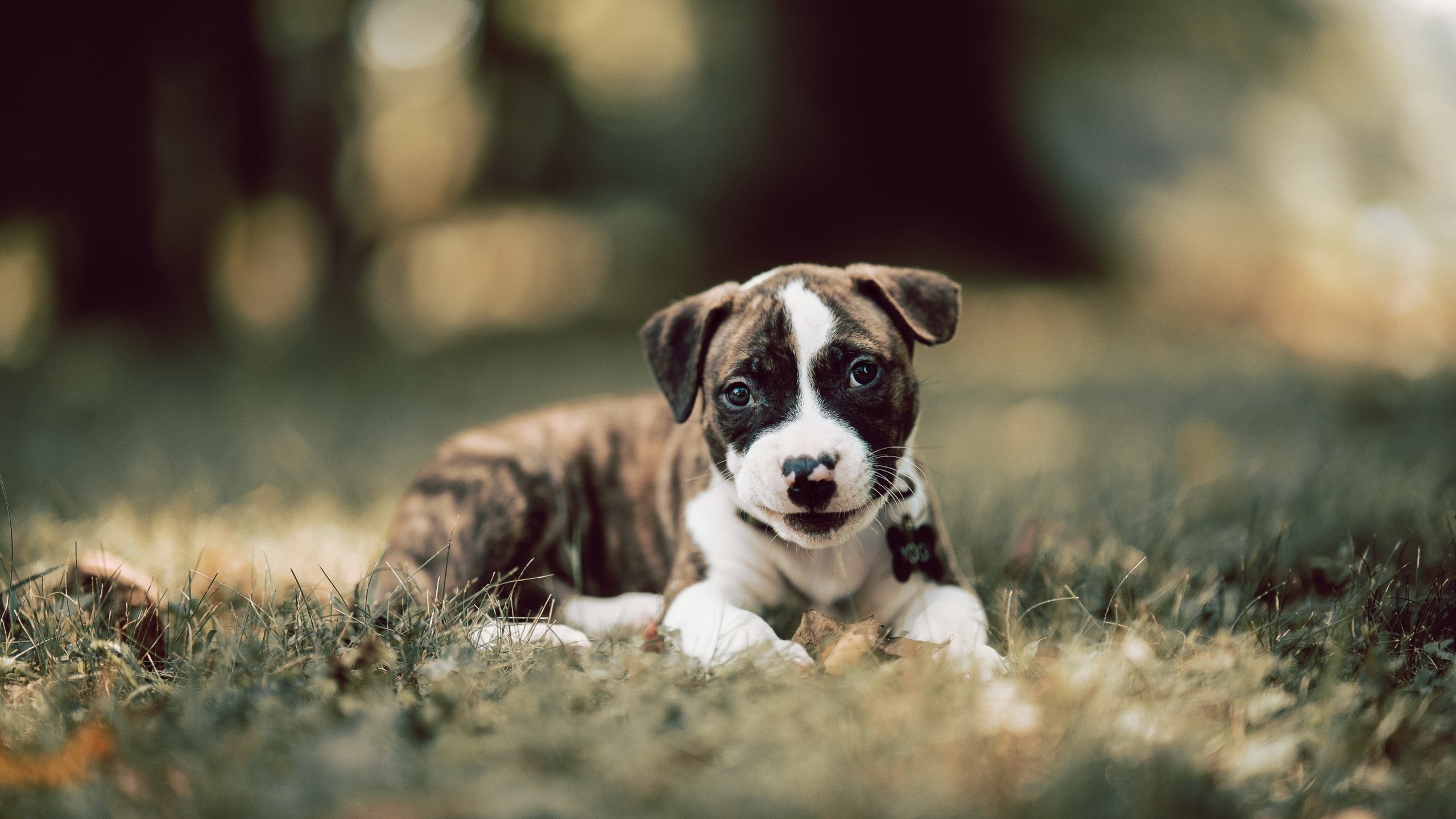 烈焰冲锋，锡安·威廉姆森的奥运序章