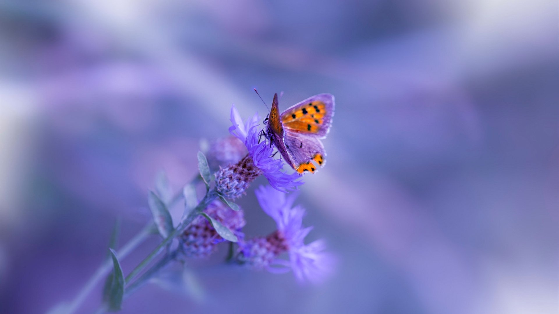 沸腾前夜,爱德华兹的獠牙与奇才战术的无声革命