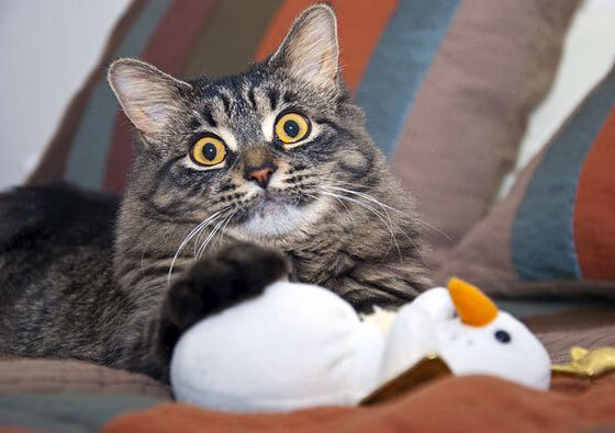 西北双城记，福克斯独舞之夜，快船冰冷复仇森林狼