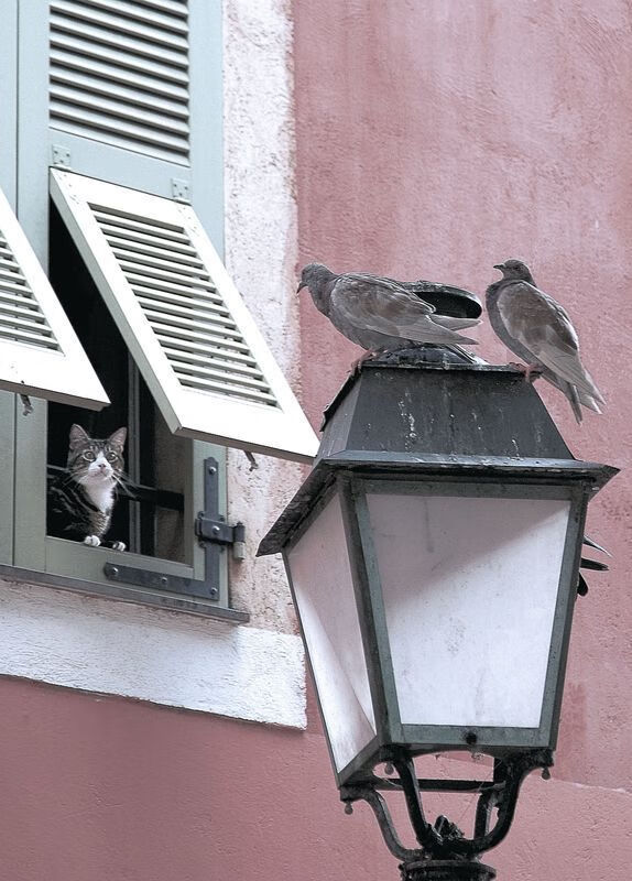 东契奇,攻防转换的现代艺术大师