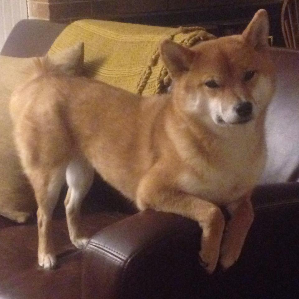 郁金香风暴席卷法兰西！荷兰五球碾压马赛，欧冠决赛静候强敌