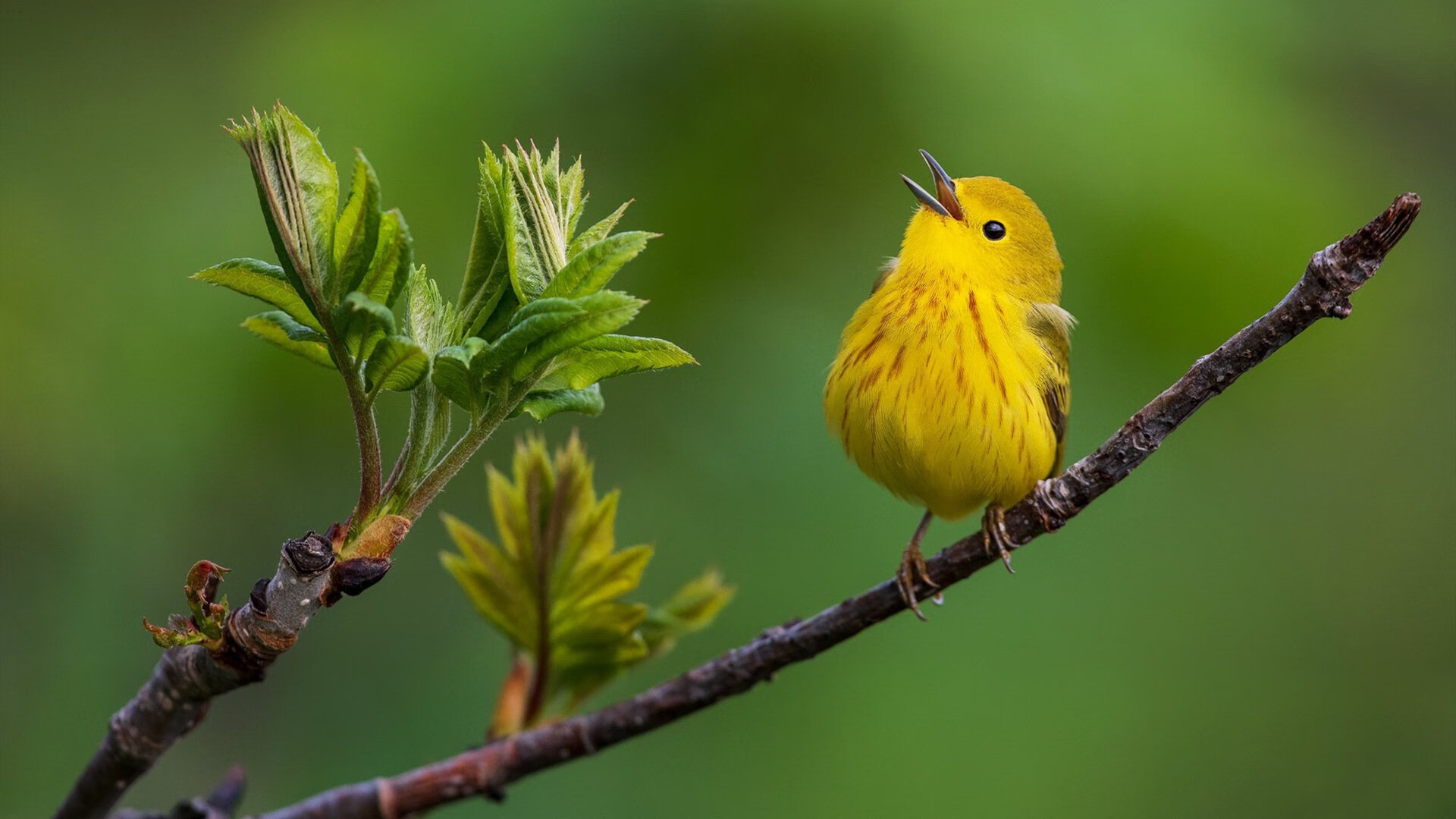 关键先生难救主！拉什福德破门难挽败局，比利亚雷亚尔逆风晋级闪耀荷兰