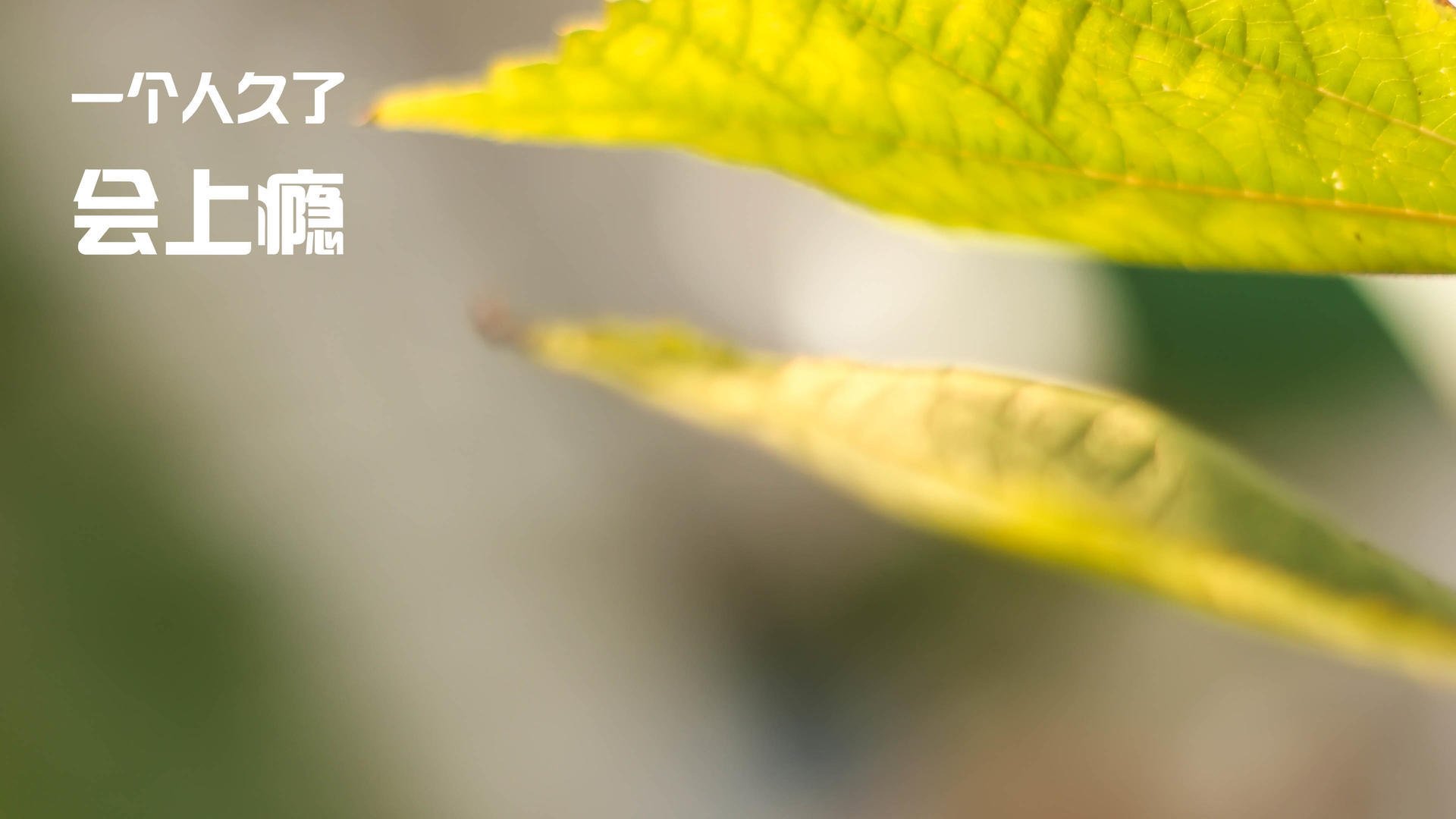 雪国铁骑 vs 星月军团，欧冠淘汰赛历史迷雾中唯一存在的芬土之战