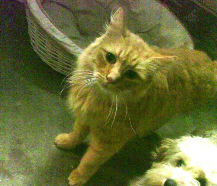 乔治封神一战！末节19分强行改命，广厦逆风终结深圳五连胜