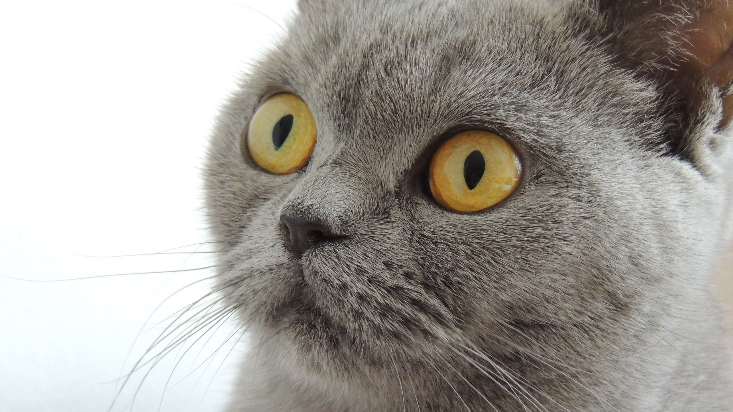 2026篮球世界杯焦点战，独行侠强势压制深圳队，国际赛场掀起风暴